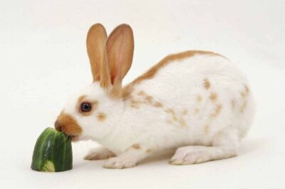 Can Rabbits Eat Zucchini? (Nutrition, Benefits & Feeding Tips)