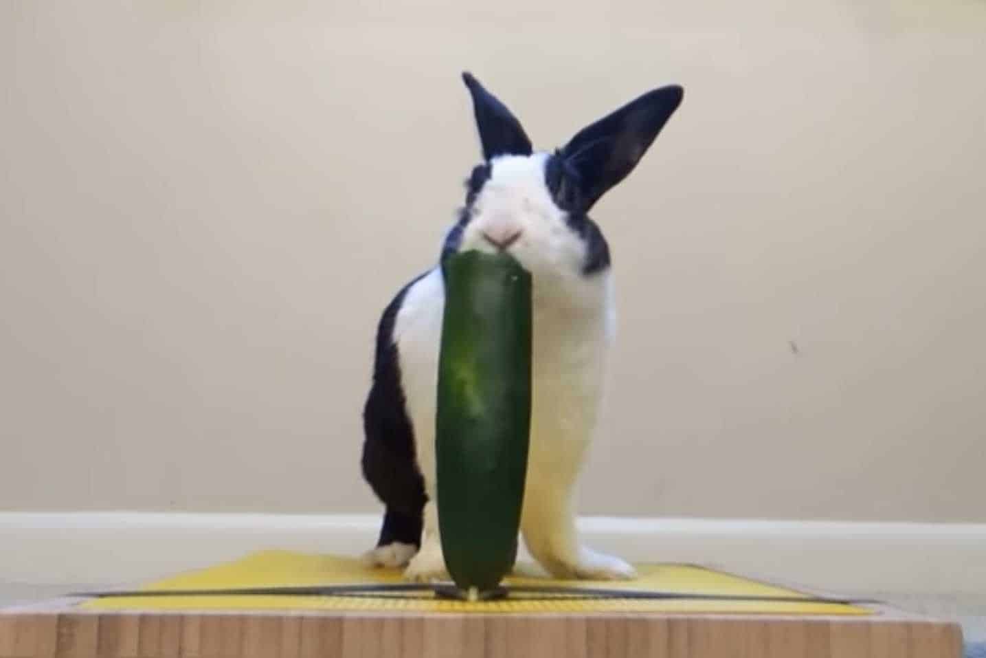 can rabbits eat zucchini and squash