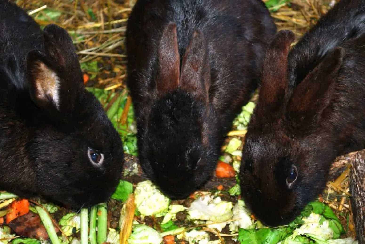 can rabbits eat zuccini
