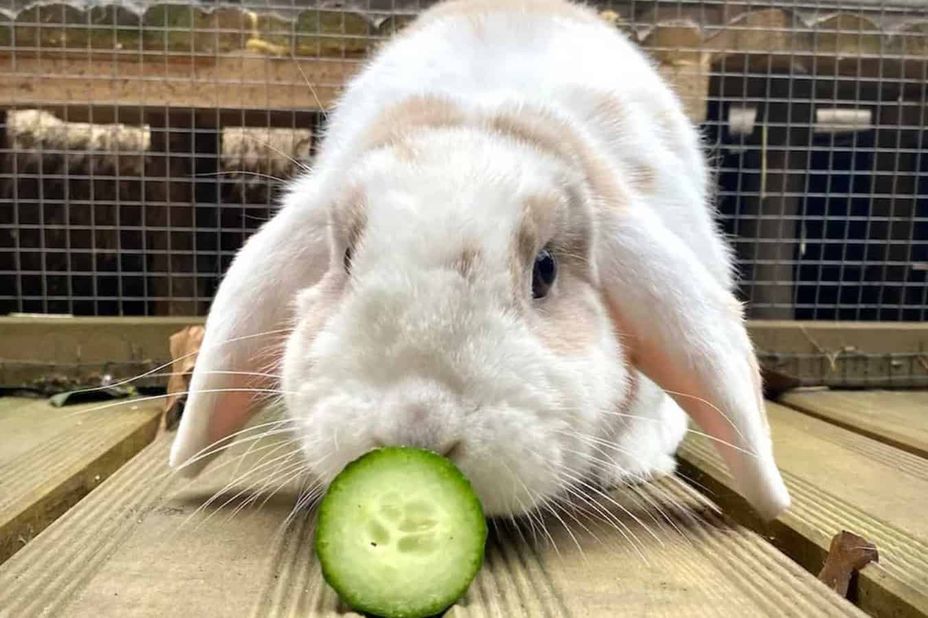 can rabbits have cucumber