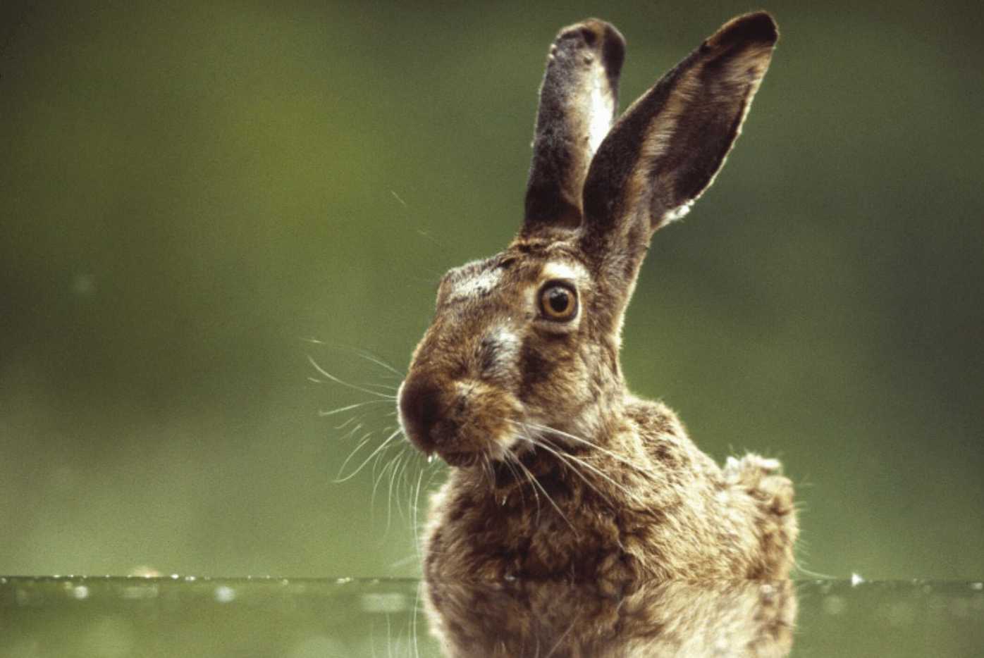 can rabbits swim