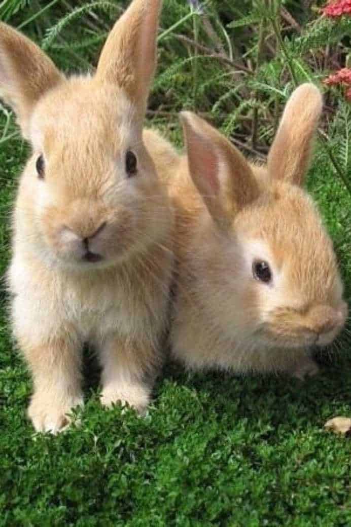 can two male rabbits get along