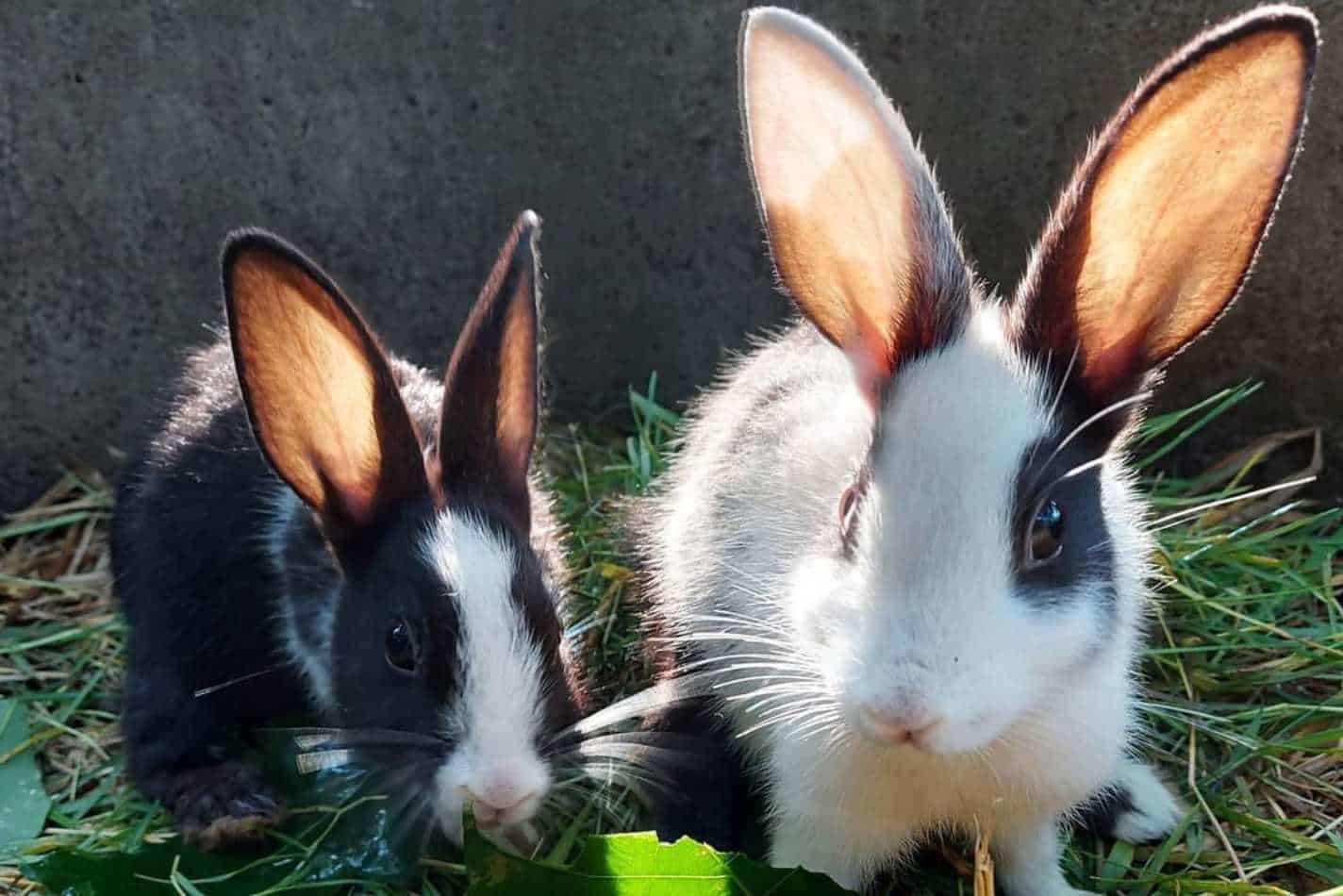 can two neutered male rabbits live together