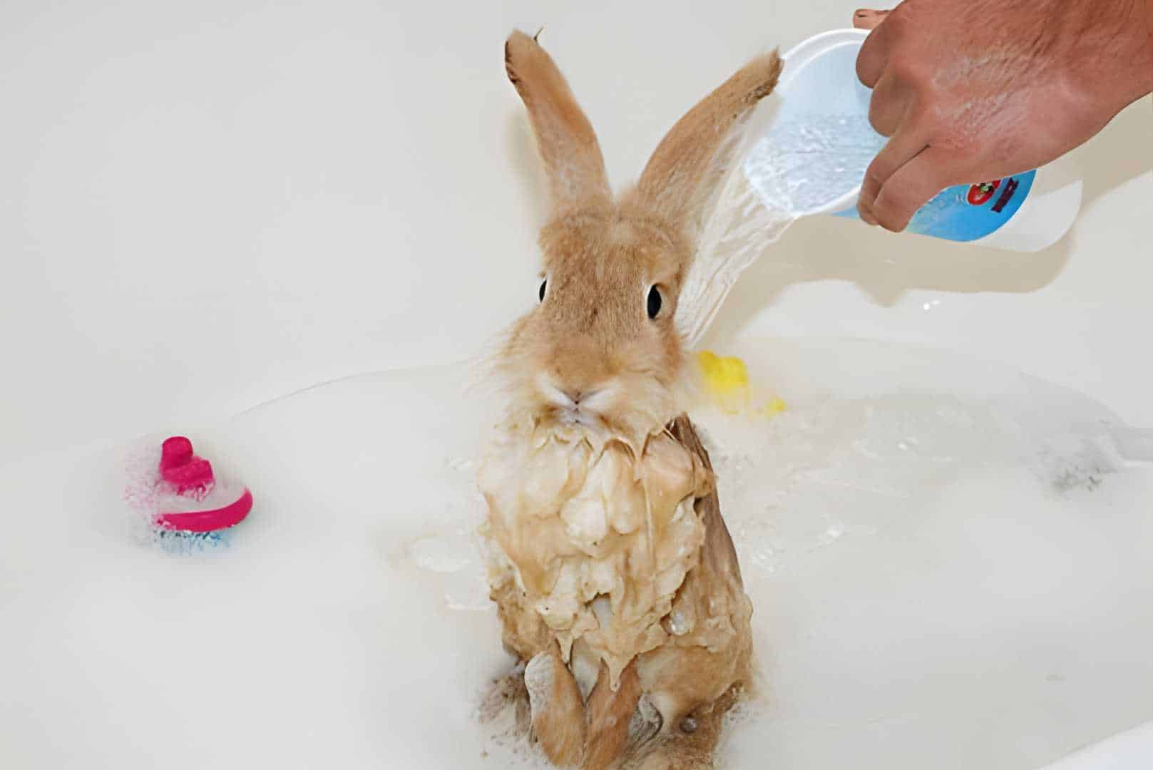 can you bathe a bunny