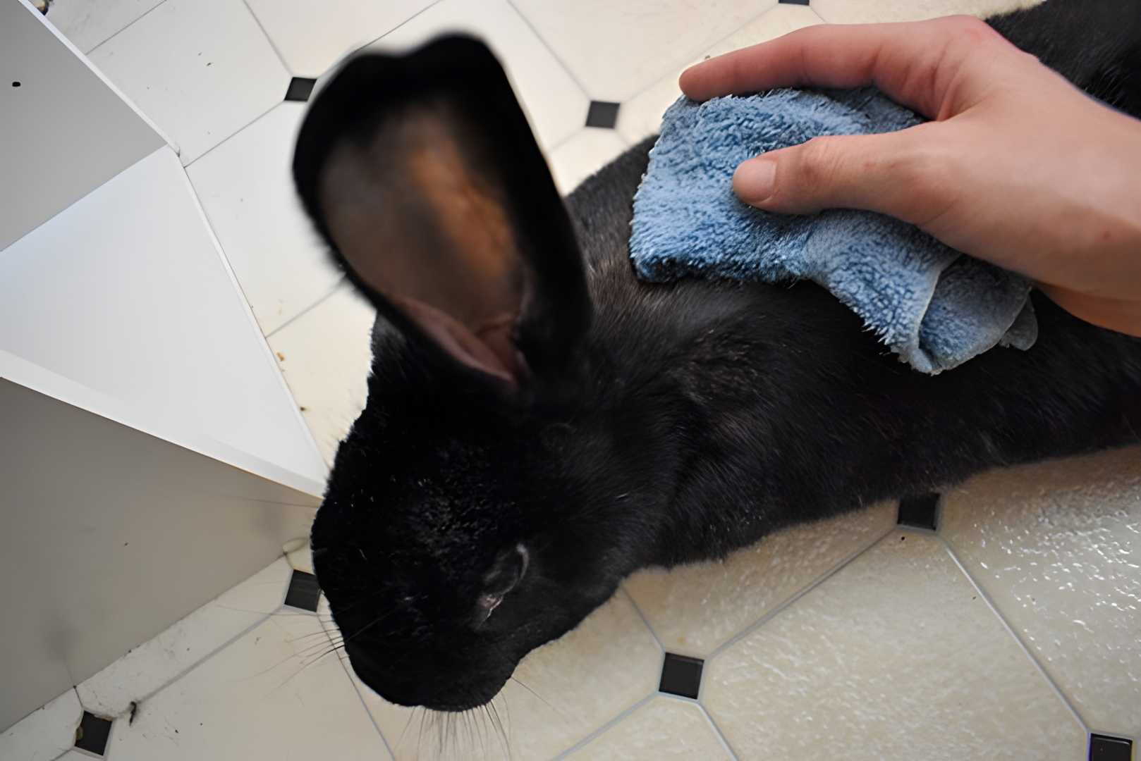 can you give bunnies baths