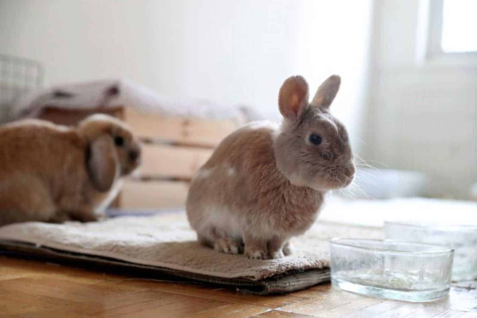 can you potty train a rabbit