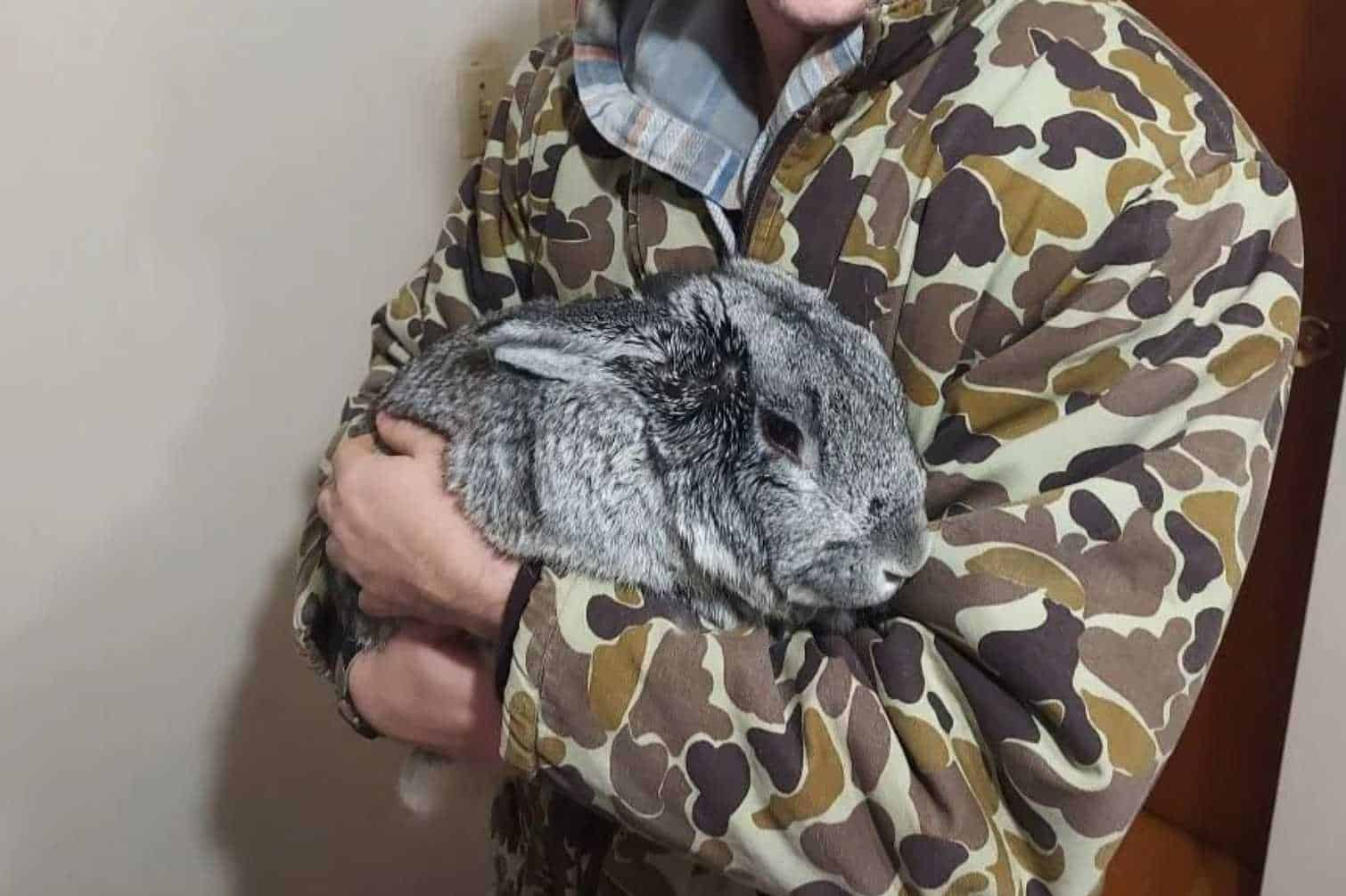 chinchilla lop rabbit