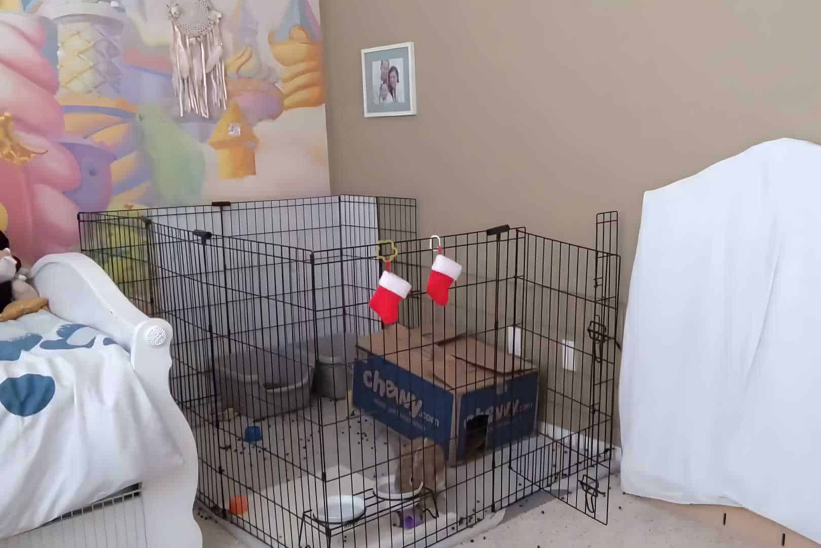 cleaning rabbit cage