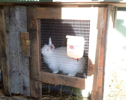 diy outdoor rabbit hutch