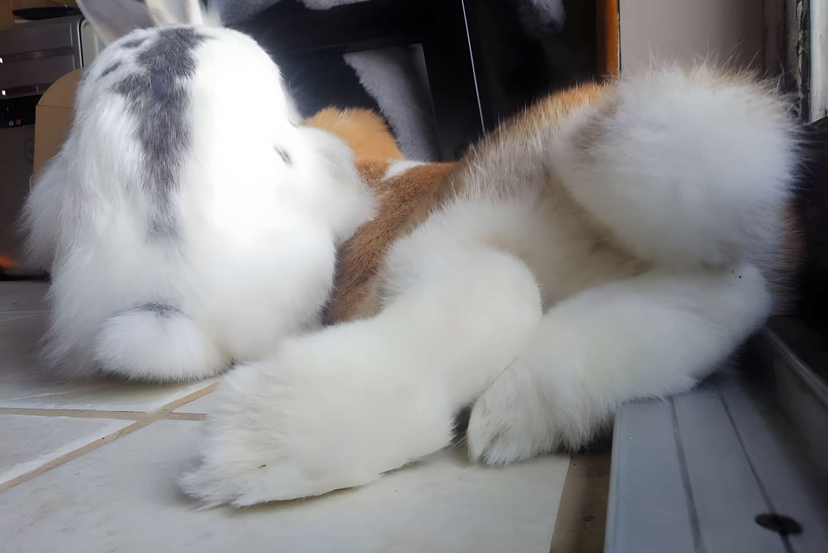 do bunnies have long tails