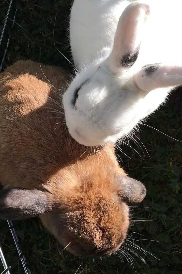 do male bunnies get along
