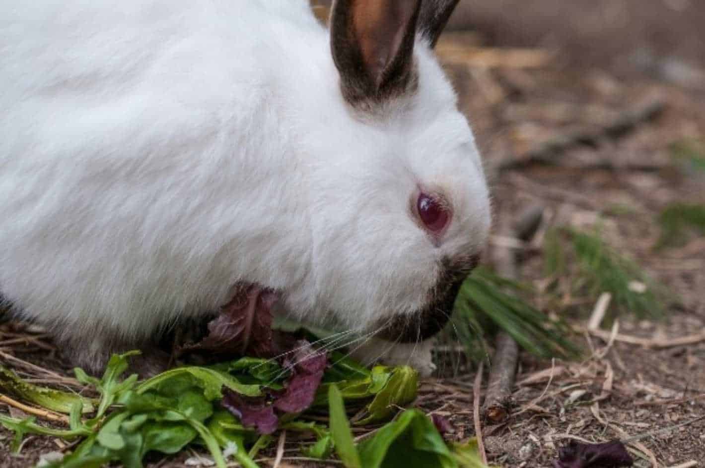 do rabbits eat green beans