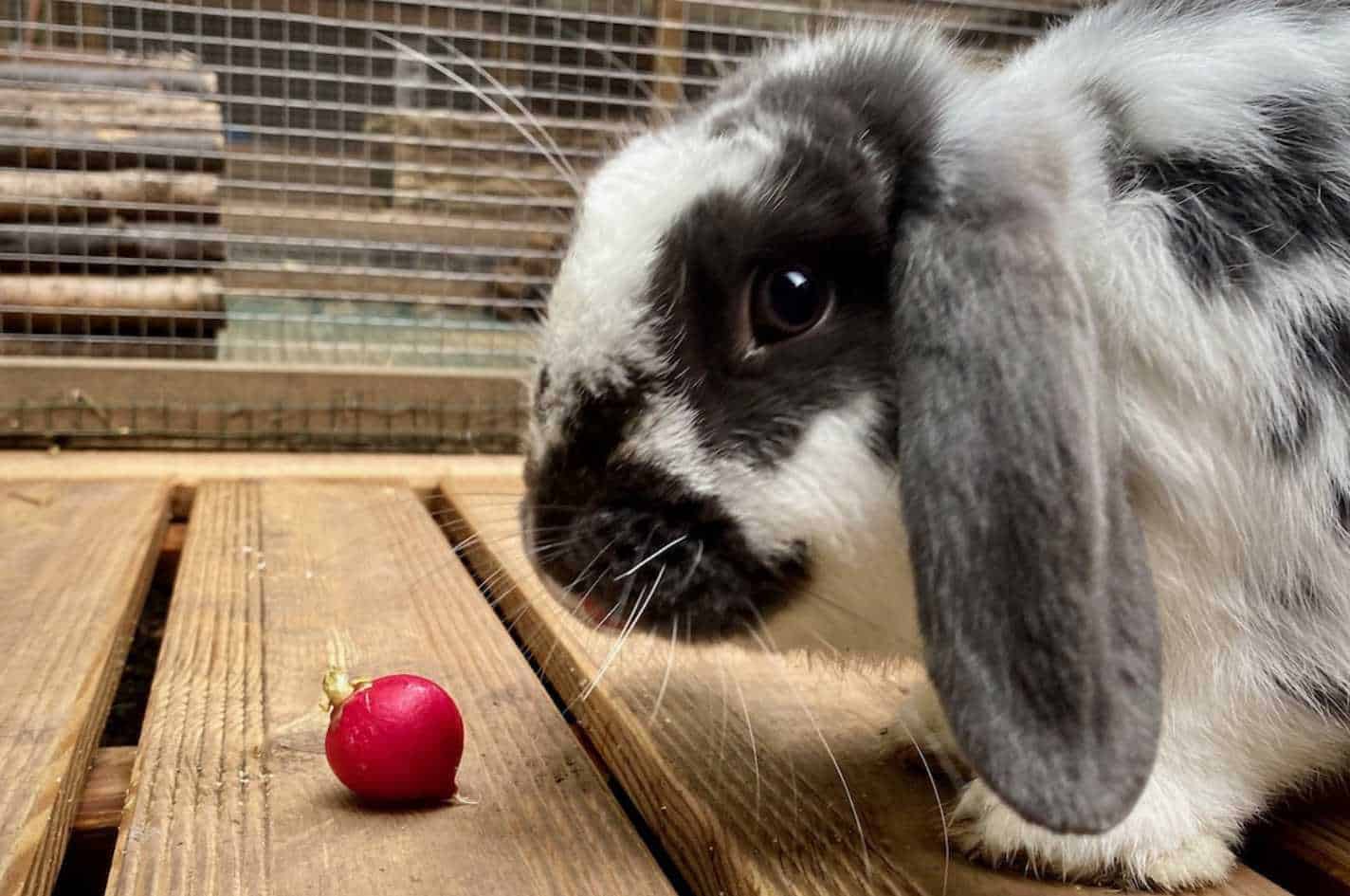do rabbits eat radishes