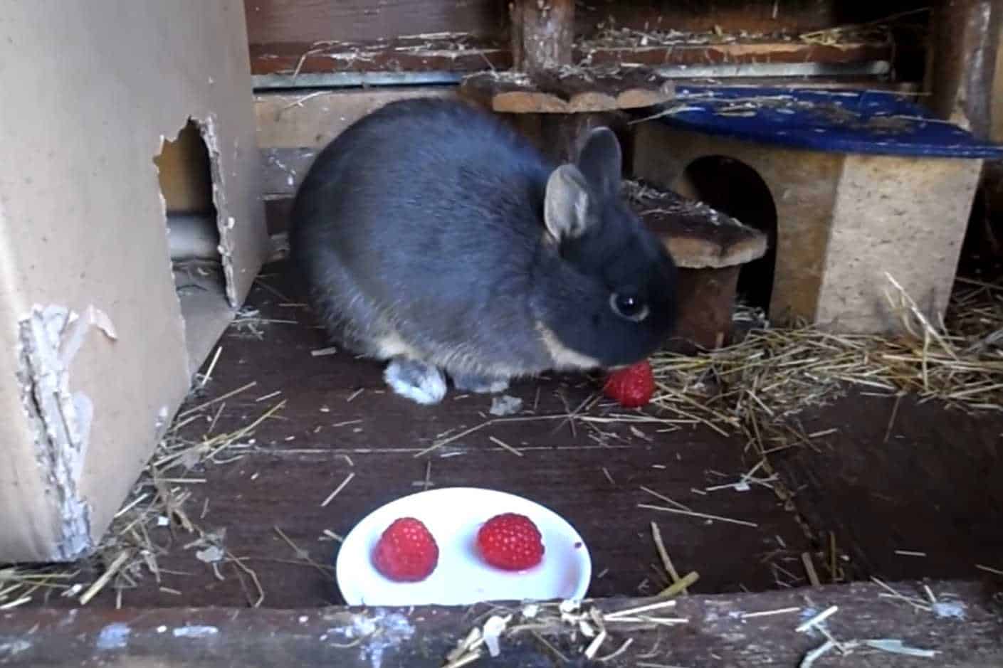 do rabbits eat raspberries