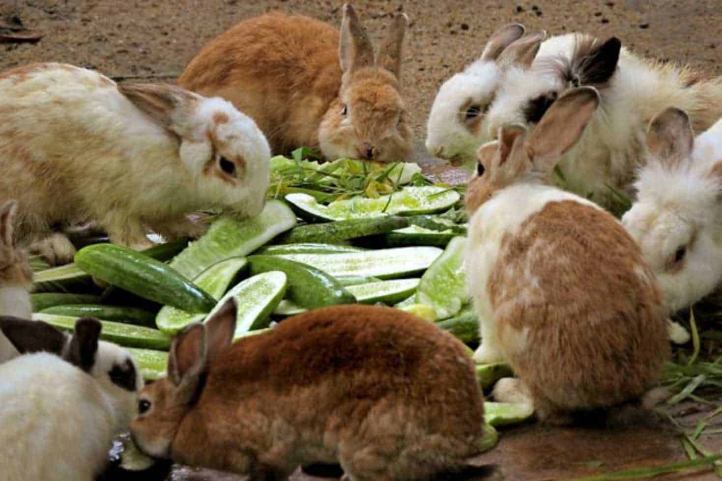 do rabbits eat zucchini
