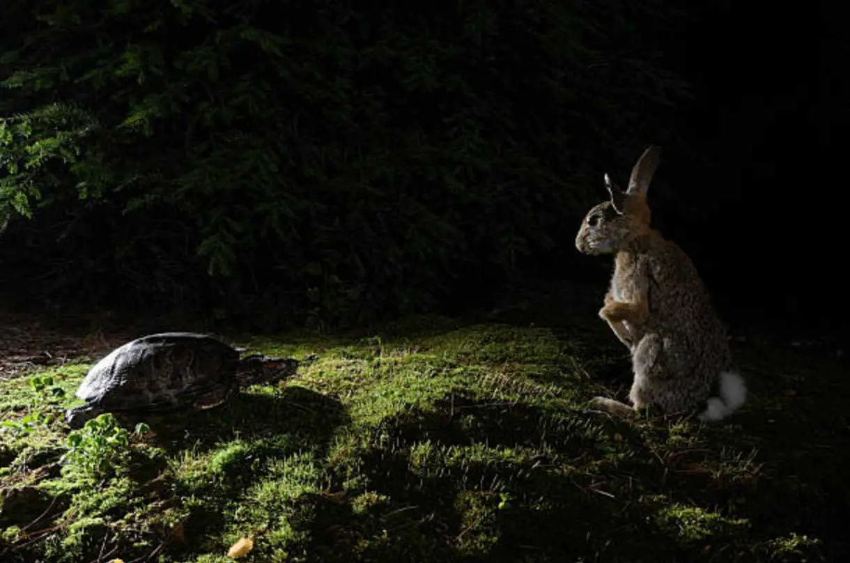 do rabbits have night vision