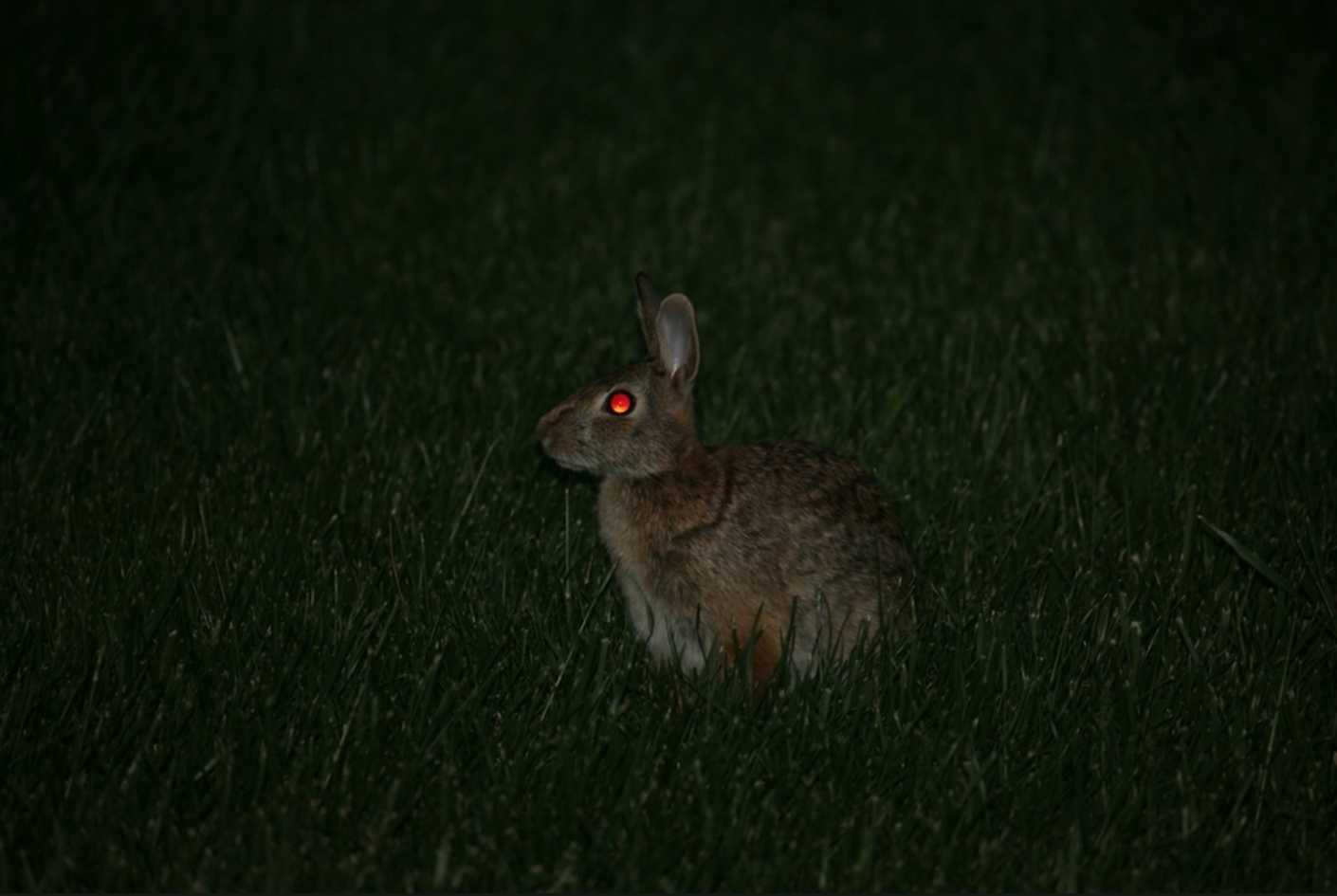 do rabbits see in the dark