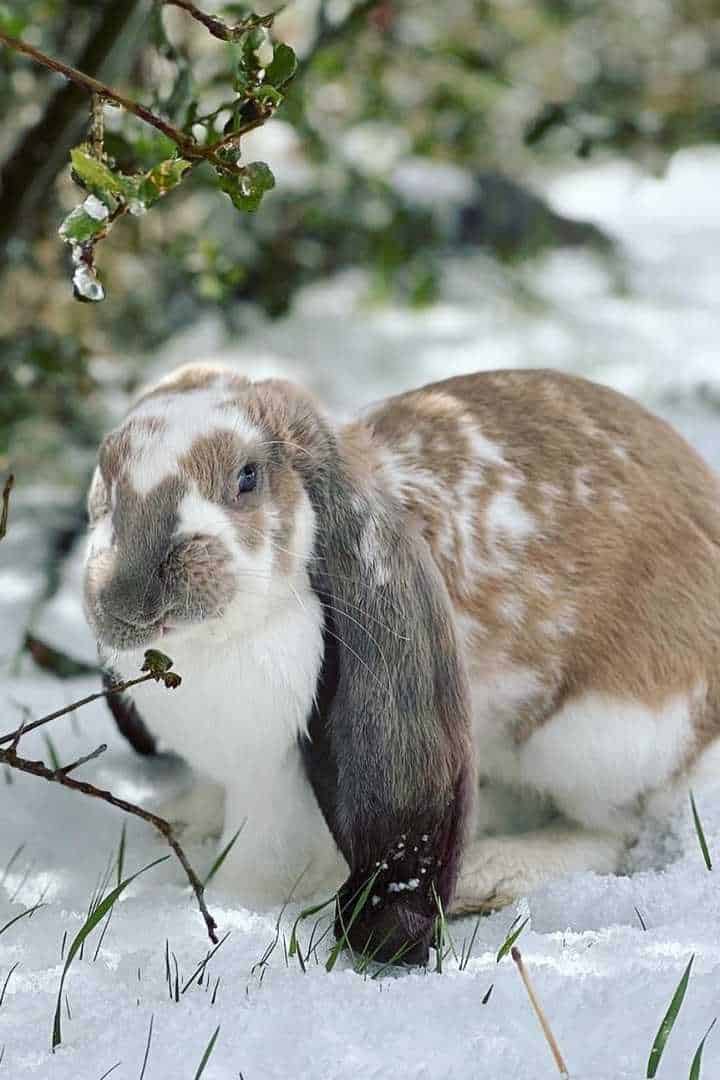 english lop bunny