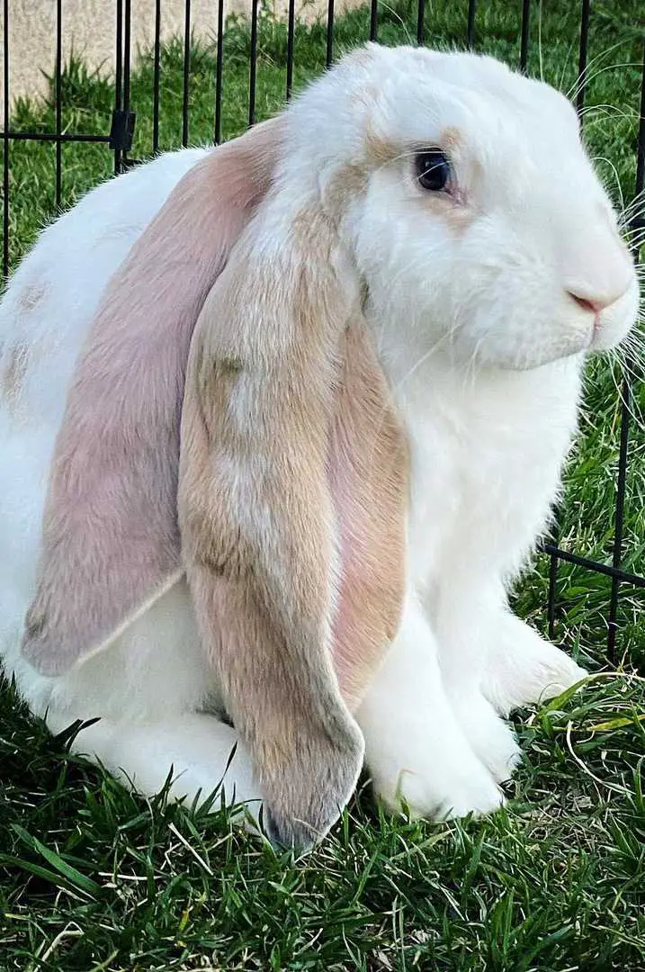 english lop rabbit