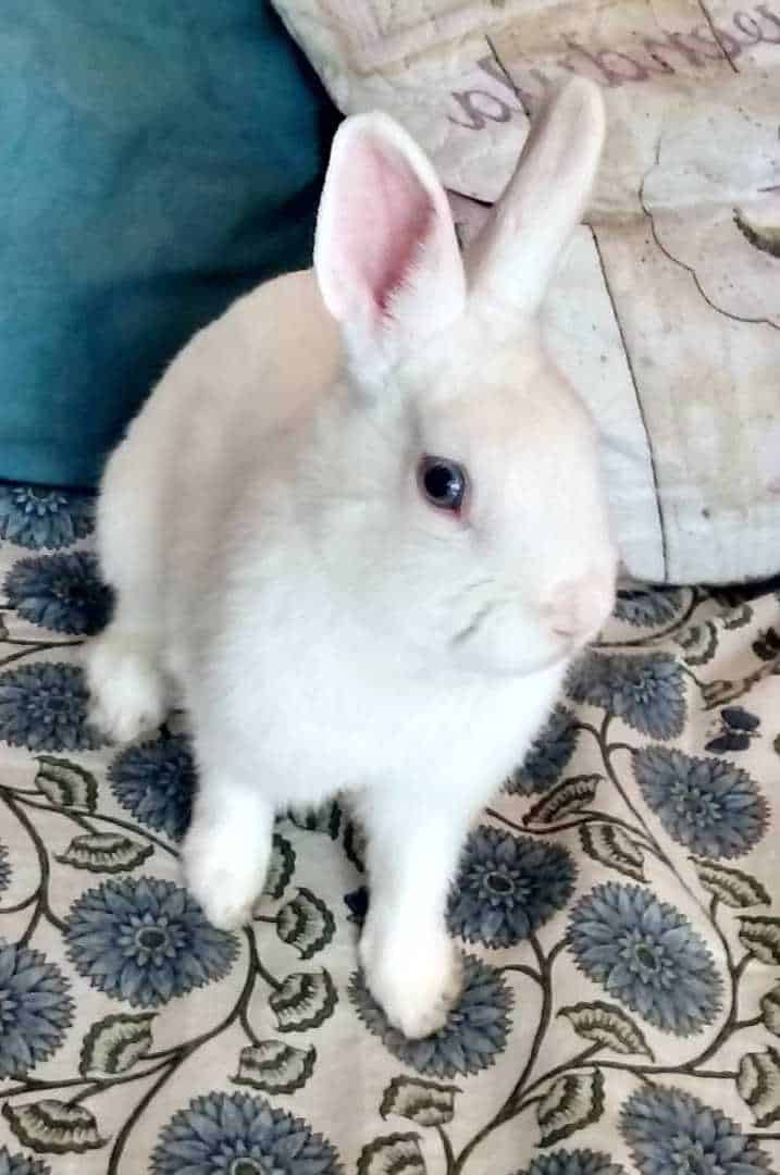 fluffy white rabbit