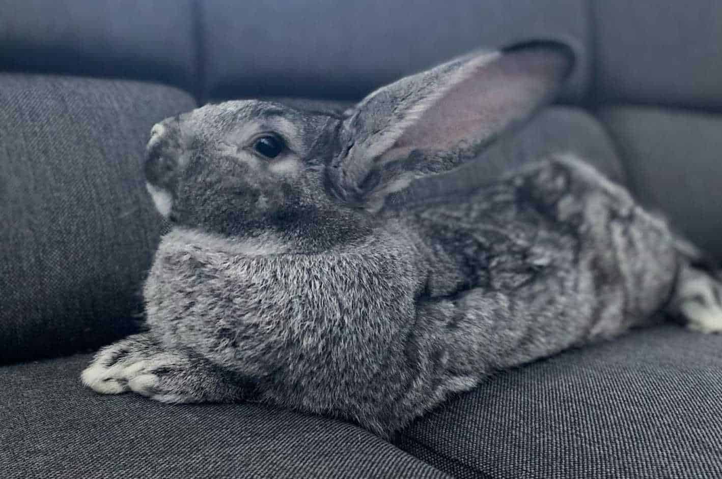 giant chinchilla rabbit