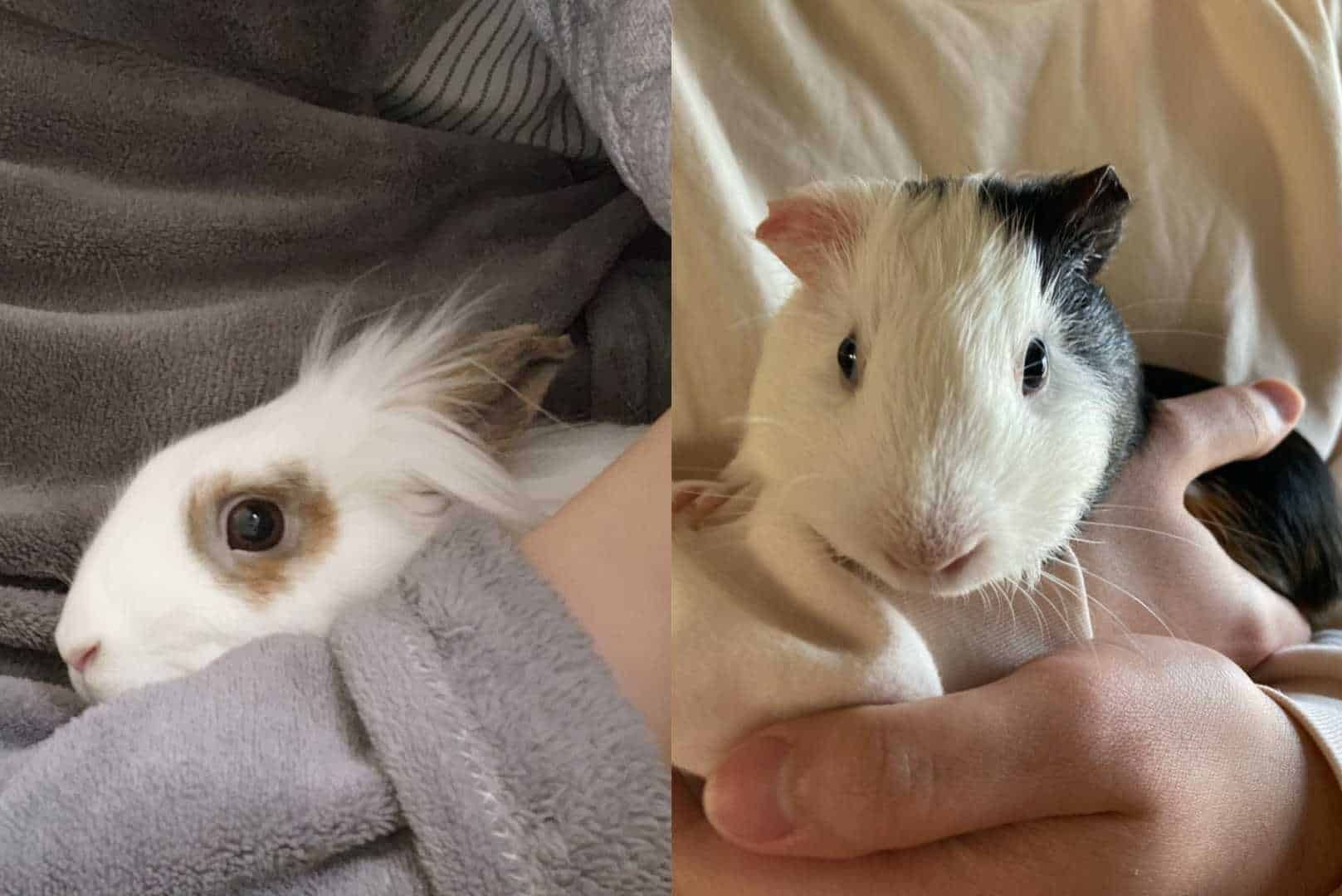 guinea pig vs rabbit