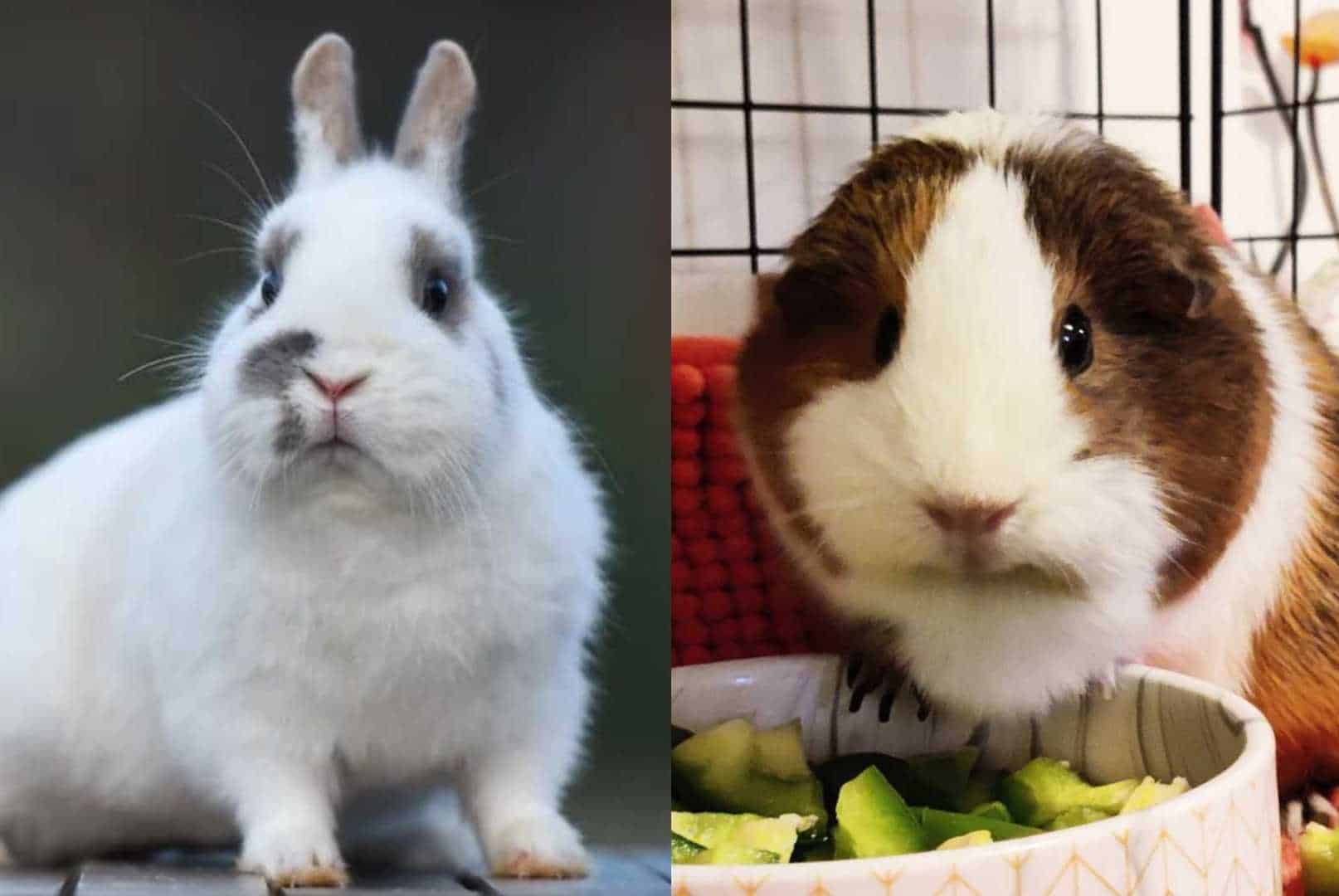 guinea pig vs.rabbit