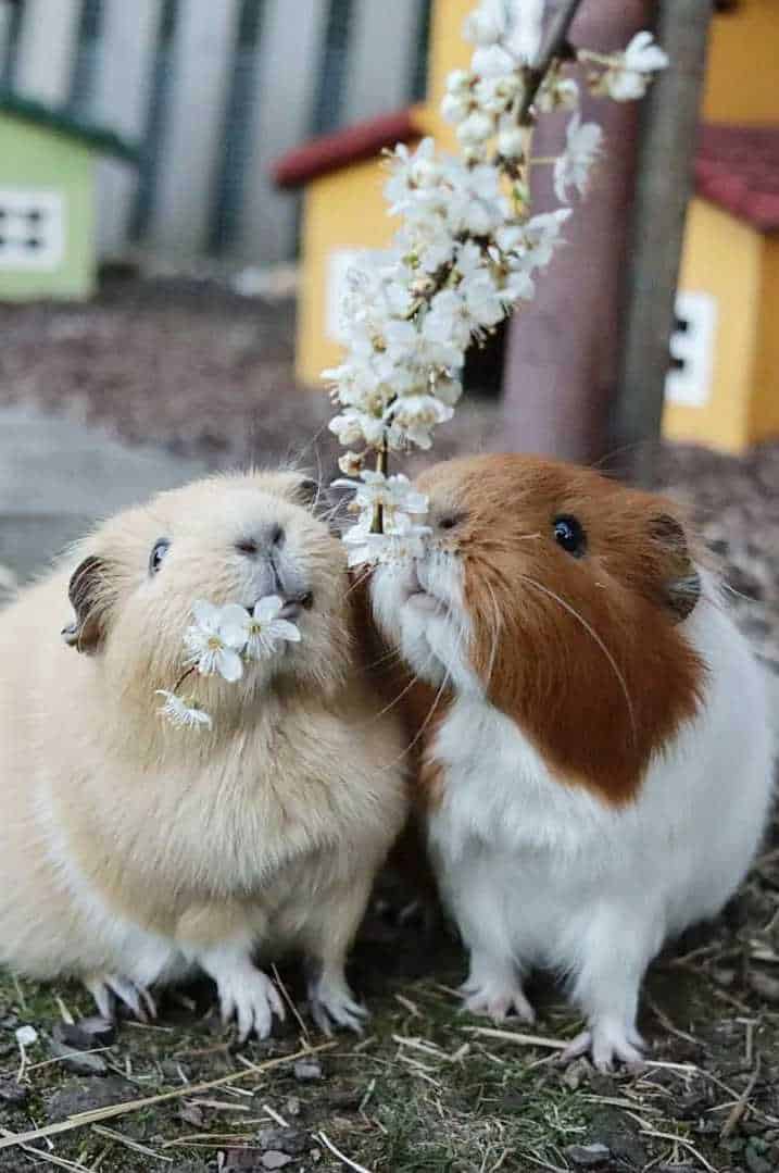 guinea pigs vs rabbits