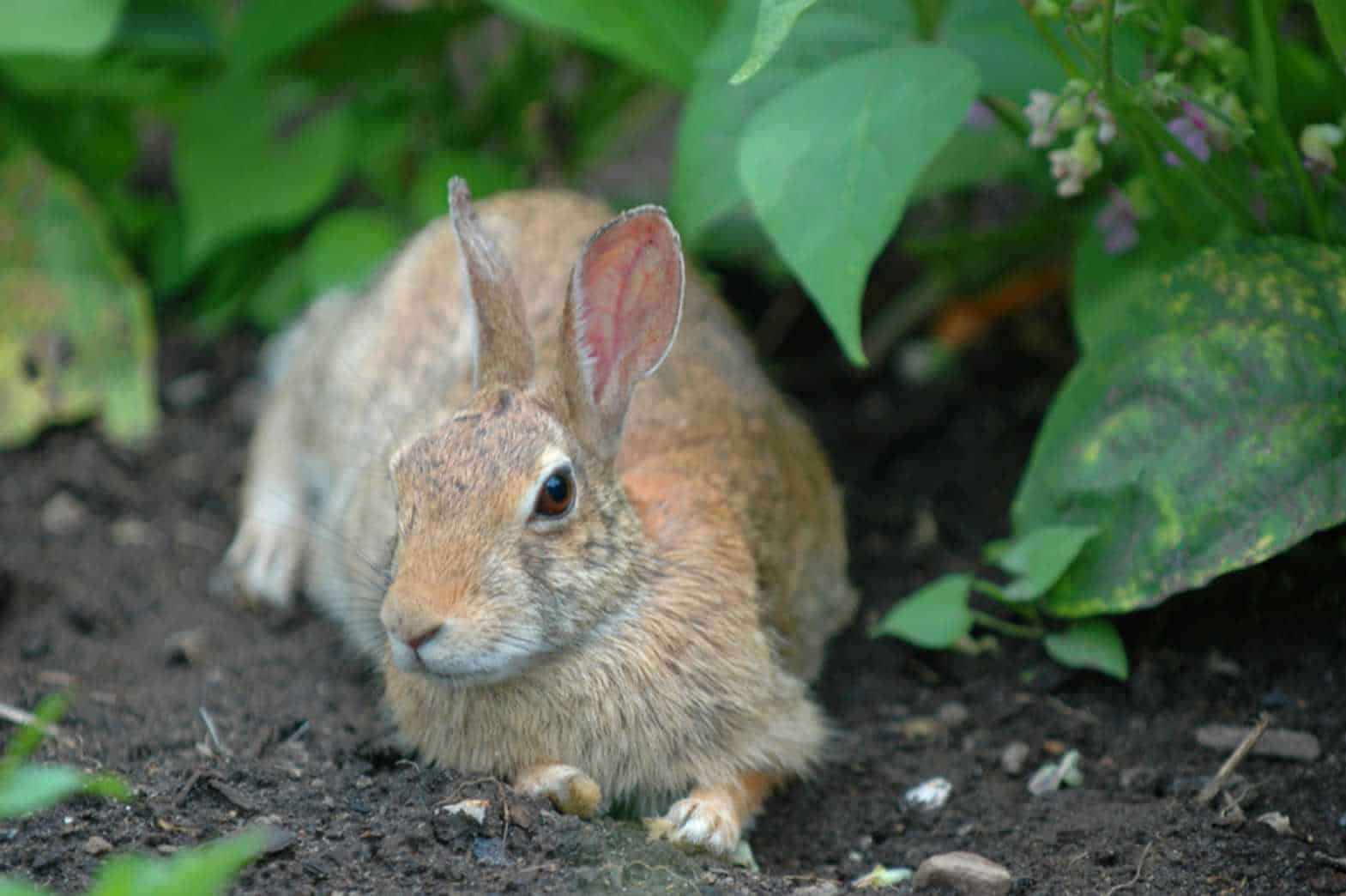 how do you keep rabbits out of your garden