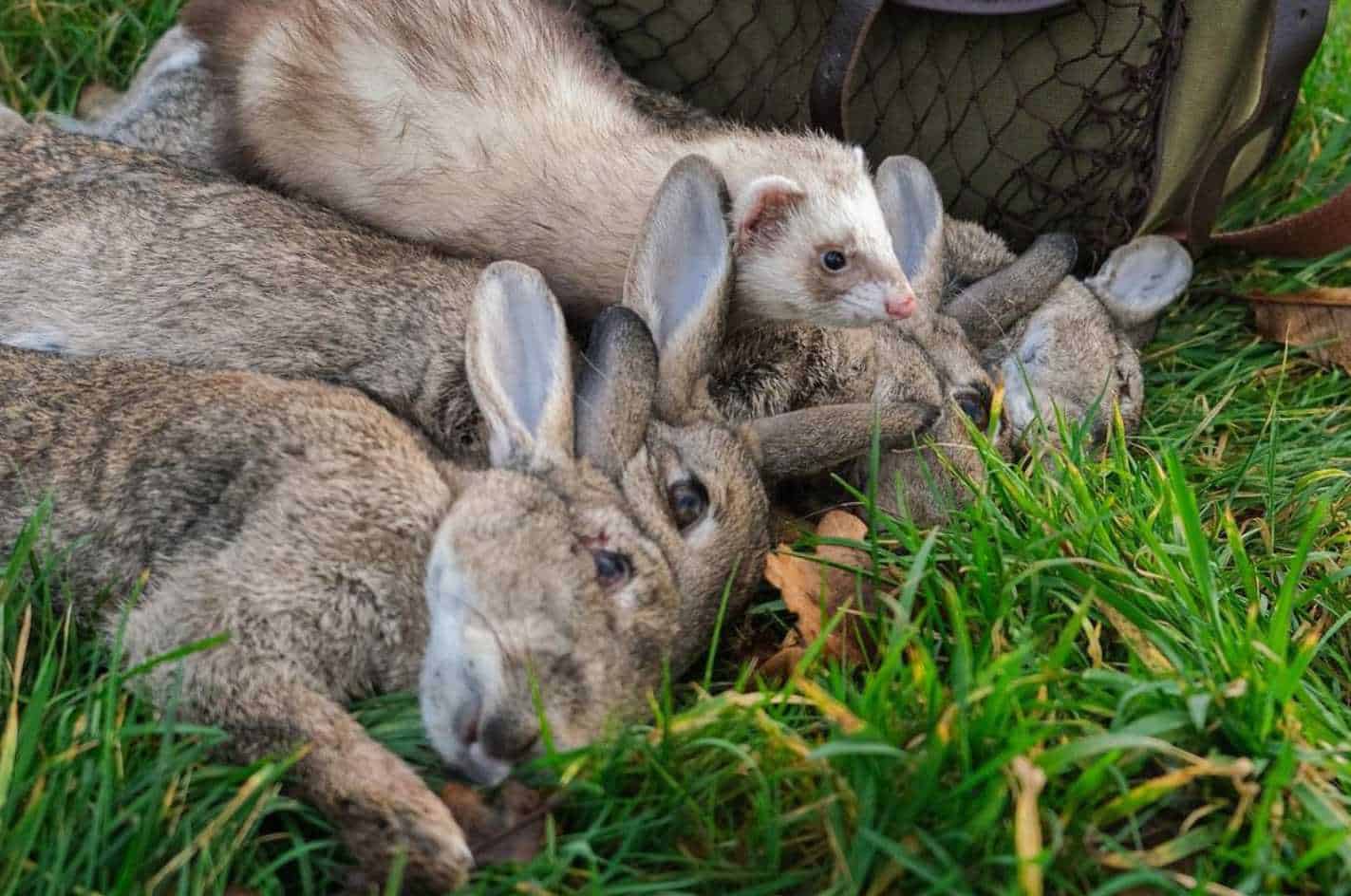 how to attract rabbits for hunting