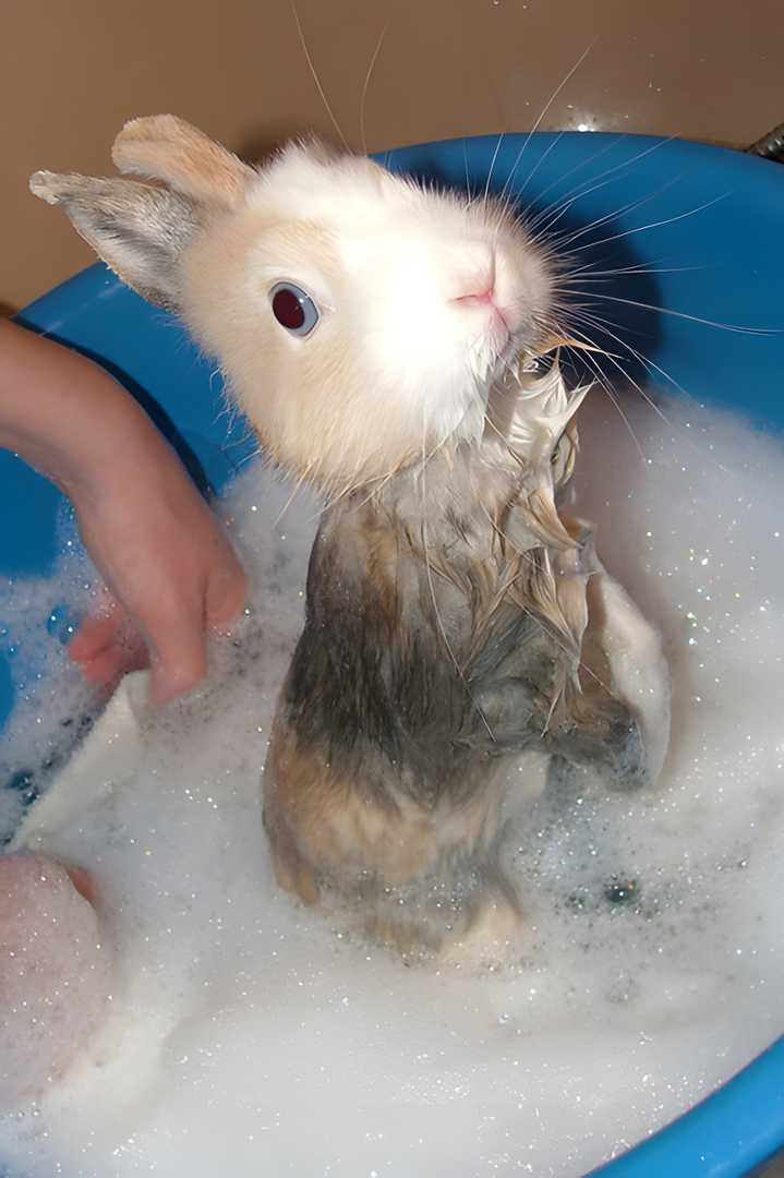 how to bathe a rabbit