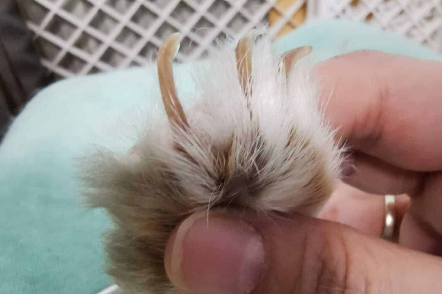how to clip rabbit nails