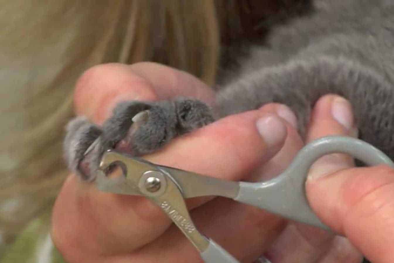 how to cut a bunnies nails