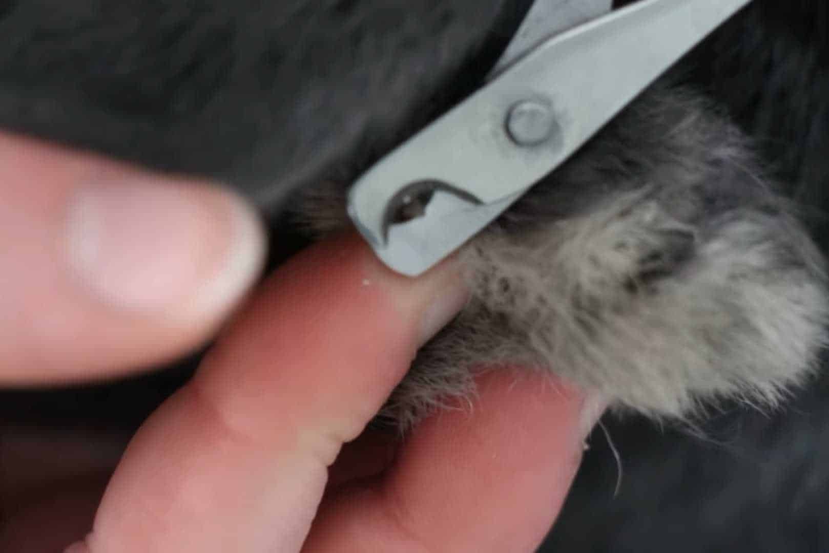 how to cut bunny nails