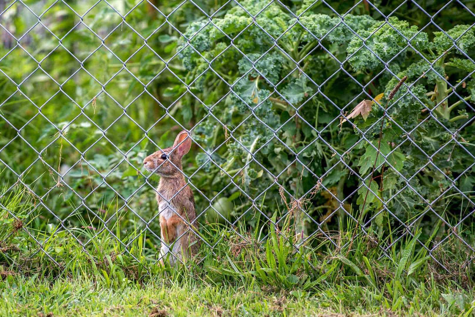 how to deter rabbits from garden