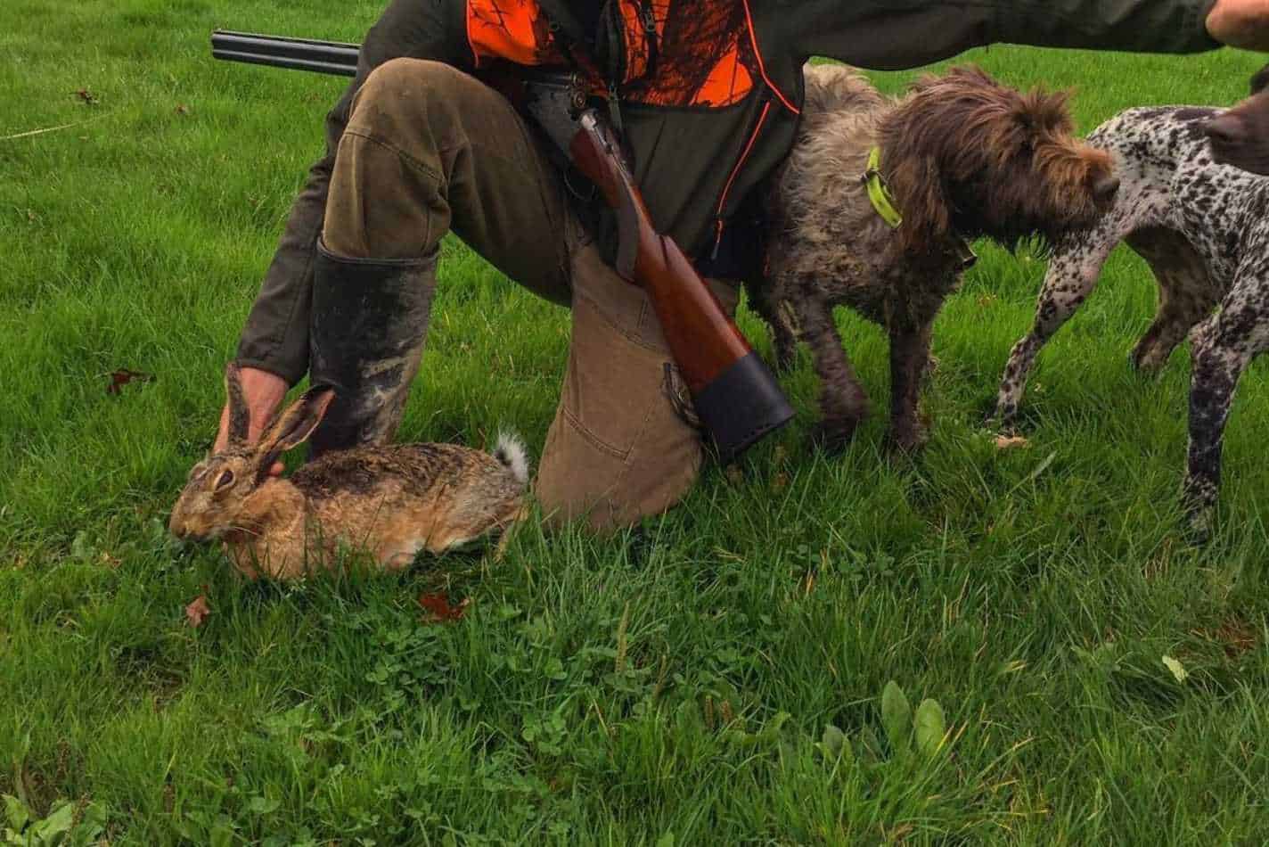 how to hunt rabbits without a gun