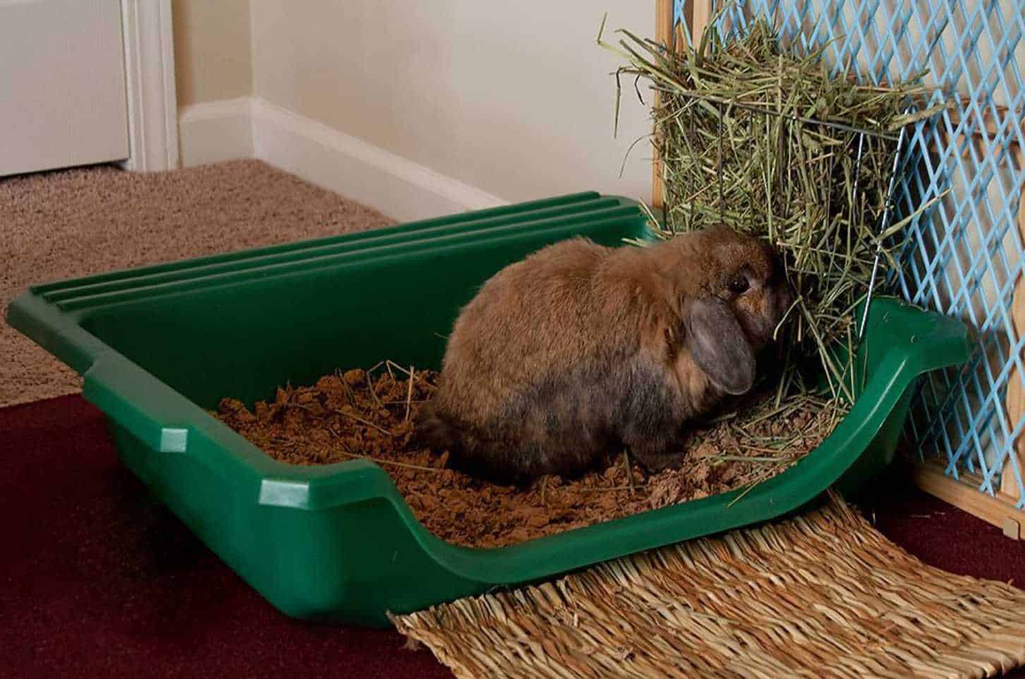 how to potty train a bunny