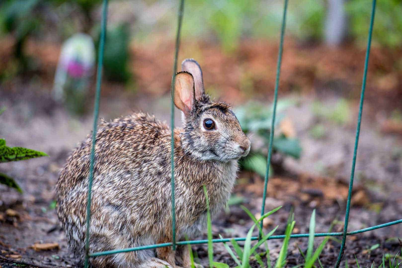 how to prevent rabbits from eating garden