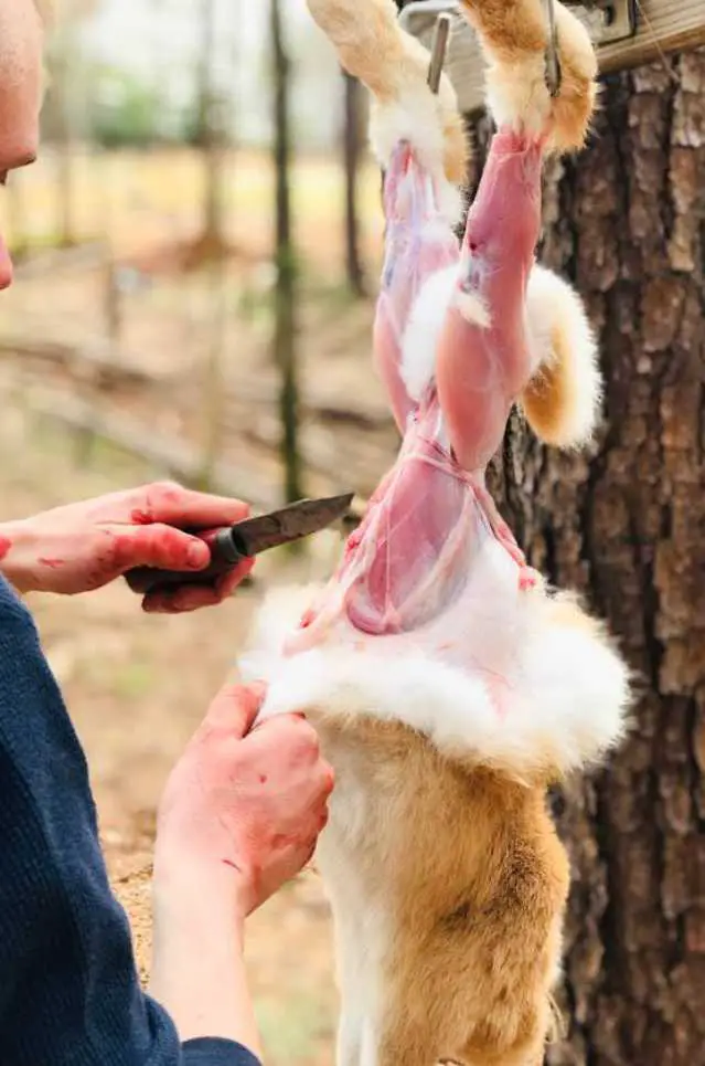 how to skin a rabbit for the pelt