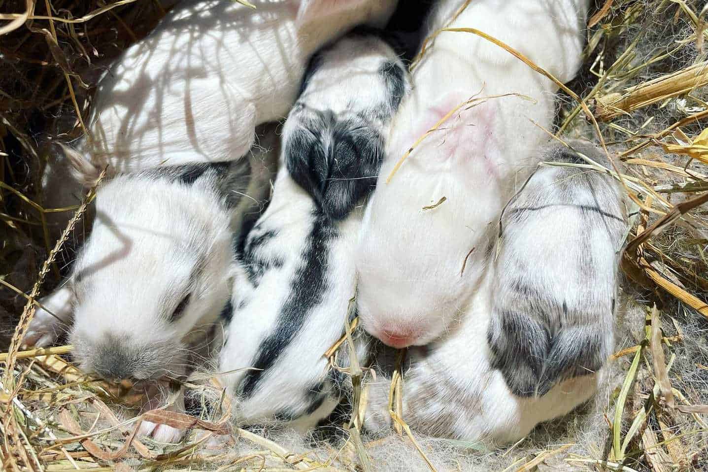 how to take care of baby bunnies