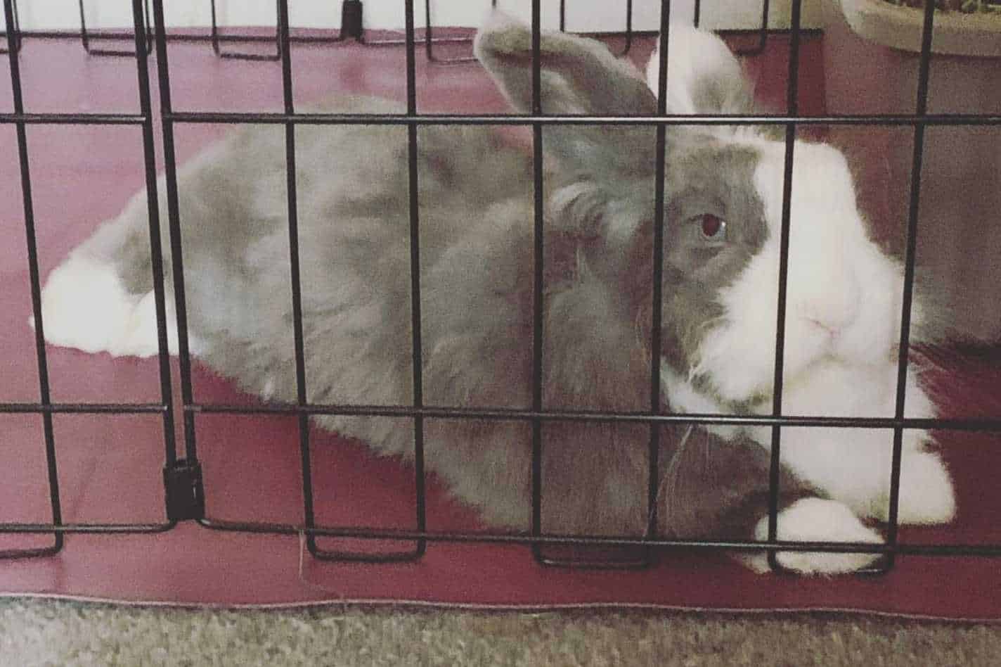 how to treat snuffles in rabbits