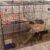7 Easy Steps To Set Up An Indoor Rabbit Cage