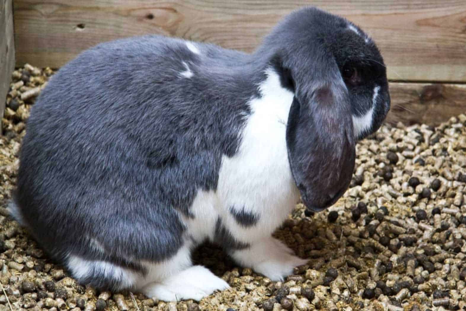 interesting facts about rabbits