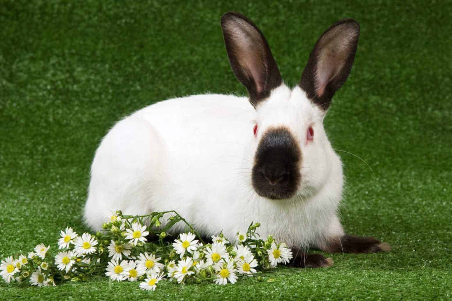 lilac himalayan rabbit
