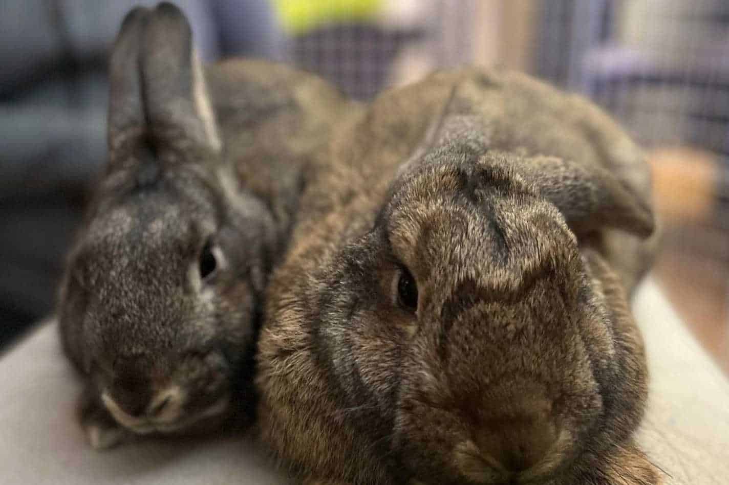 male and female rabbits differences