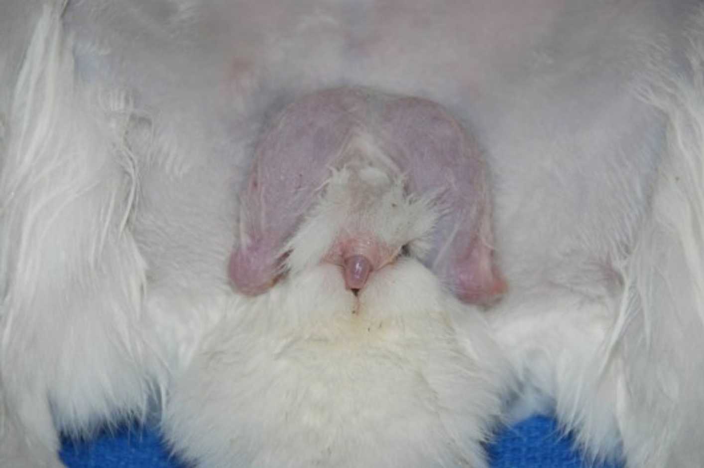 male rabbit testes