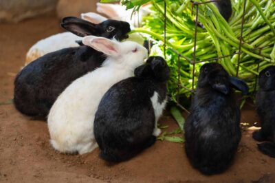 Can Rabbits Eat Green Beans? (Nutrition, Benefits & Feeding Tips)