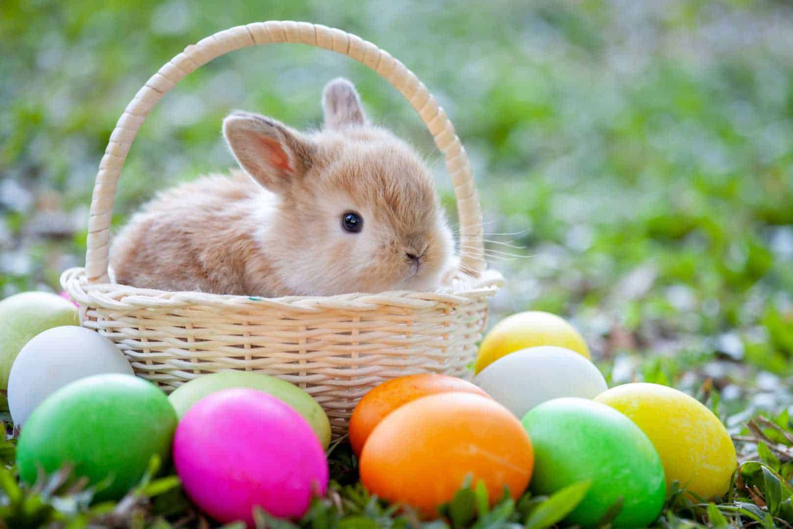 origin of the easter bunny