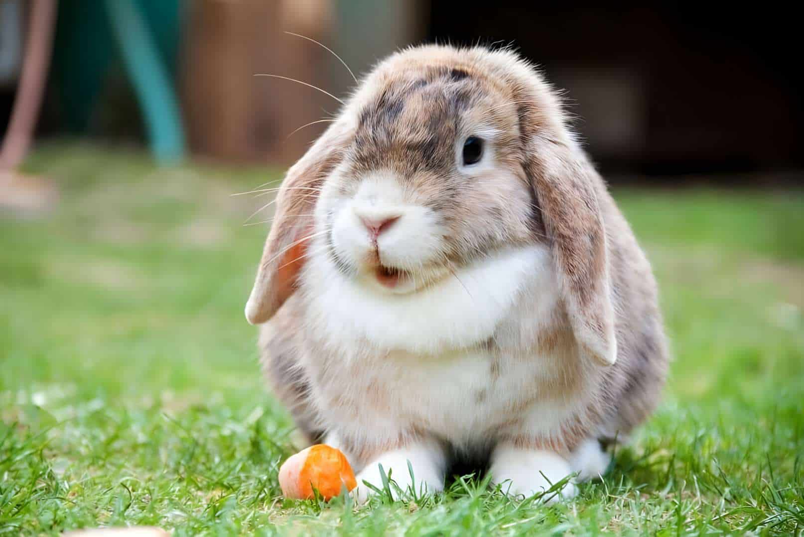 outdoor bunny