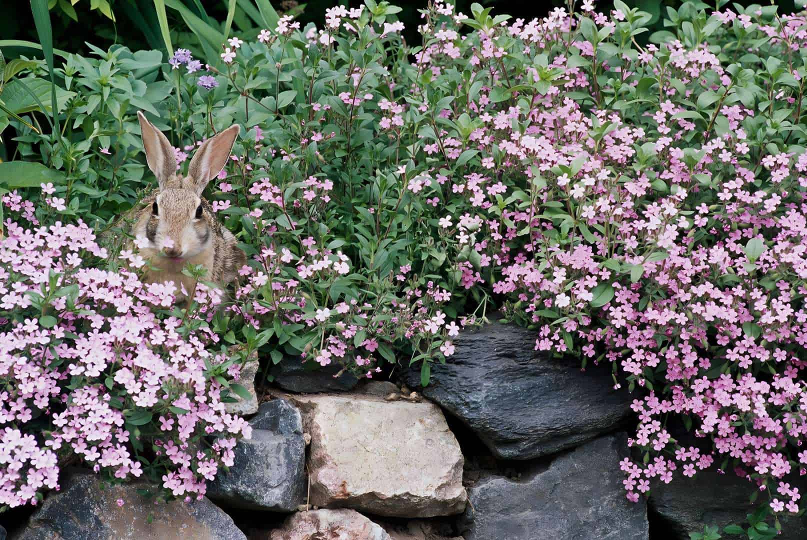 rabbit Bushes